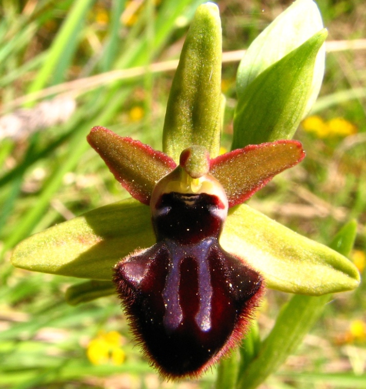 Ophrys e Orchis vicino a  Palazzolo